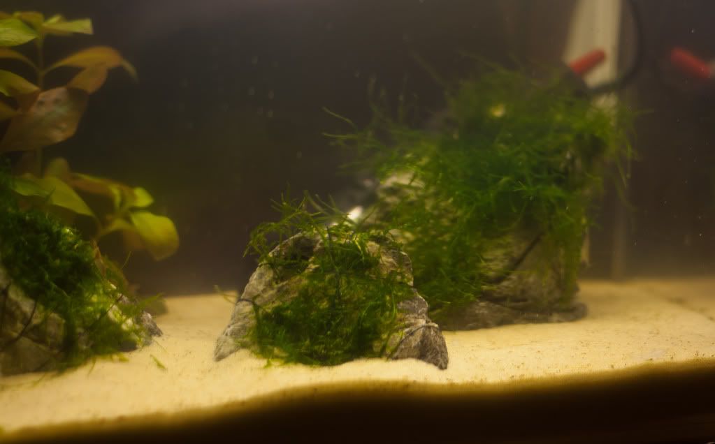 Fish-17.jpg