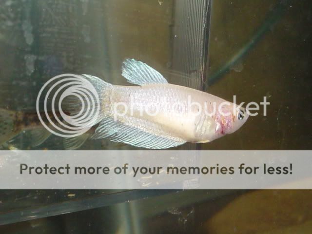 Fishies079.jpg