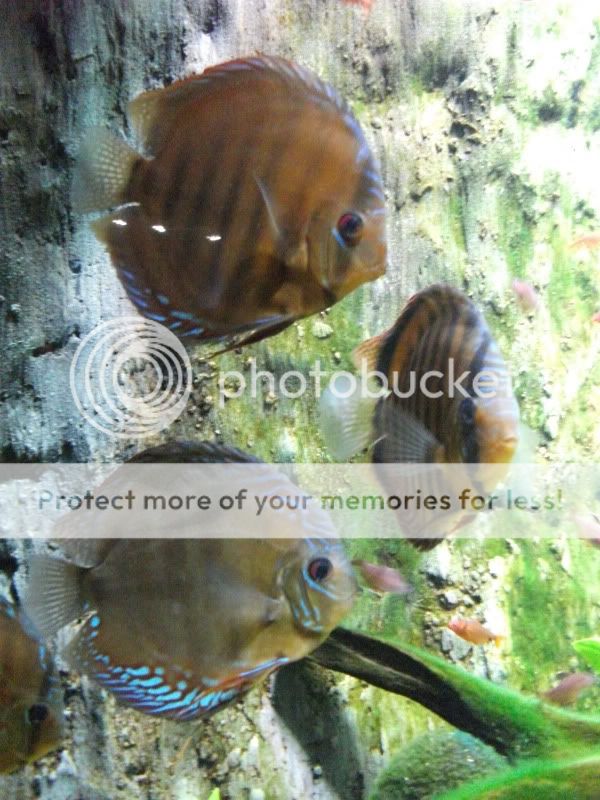 bluereef084.jpg