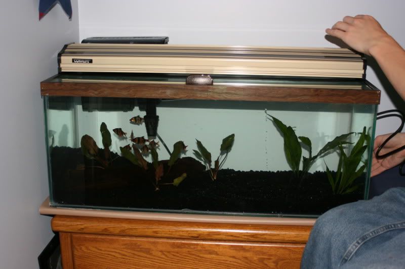 20GallonPlanted31.jpg