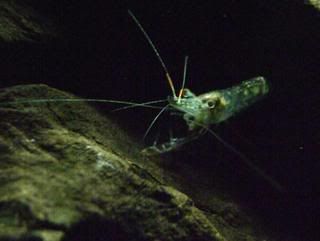 shrimp.jpg