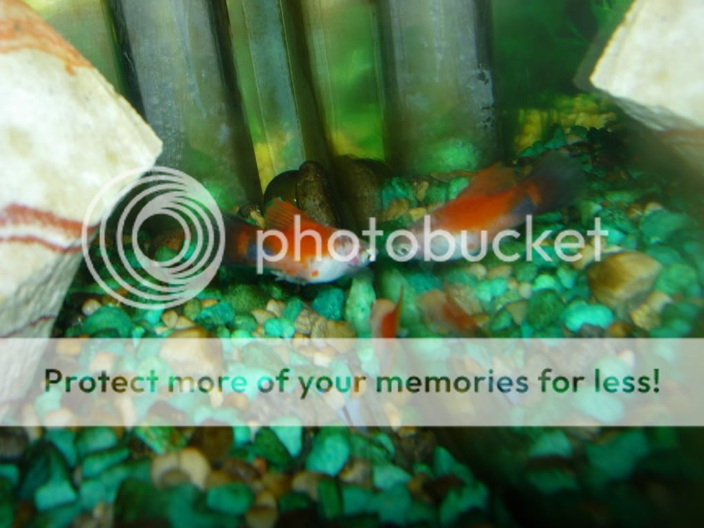 DSCN2642.jpg