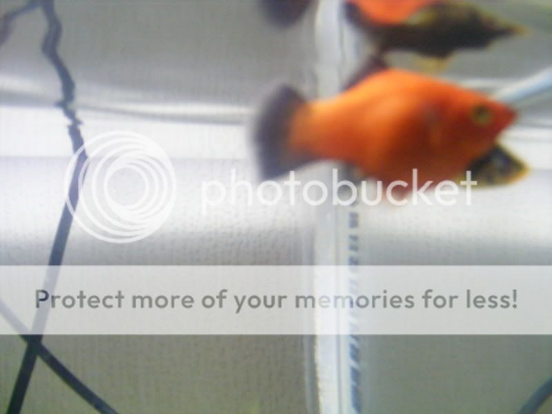 2008_0819fish0013.jpg