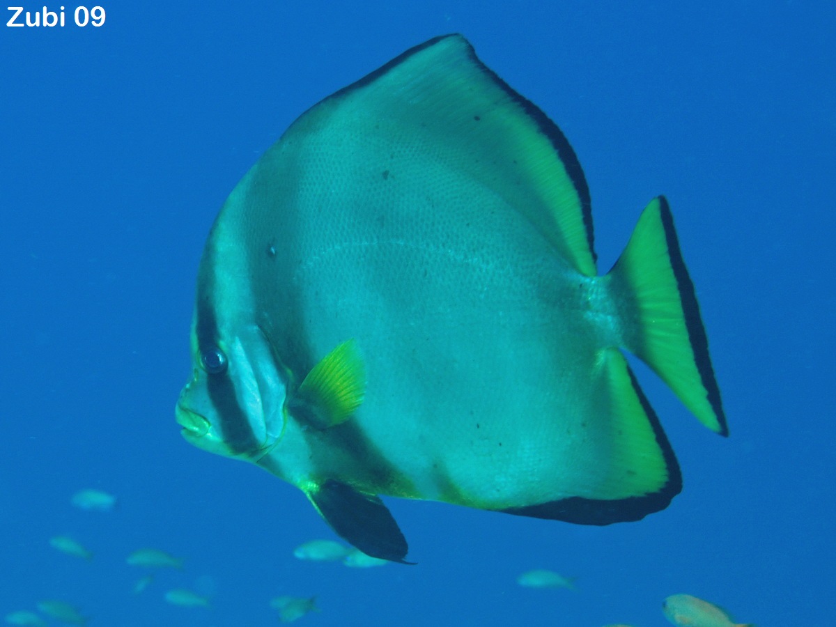 Platax-pinnatus2.jpg