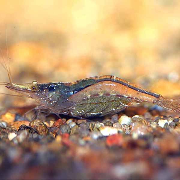 Caridina_longistrostris_04.jpg