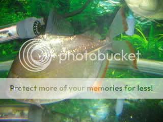 mixedfish031.jpg