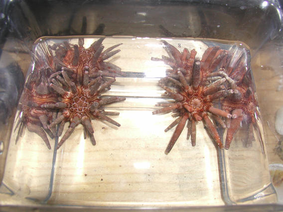e_tribuloides1.png