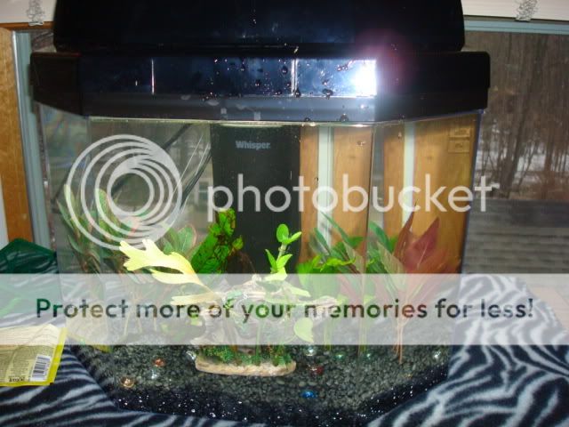 bettas2003.jpg