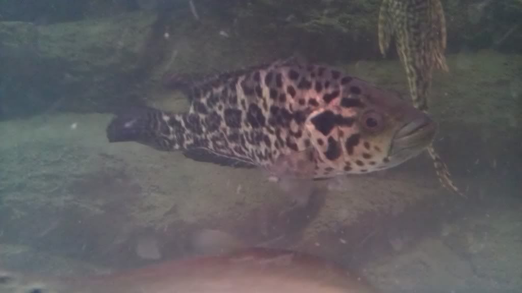IMAG0252.jpg