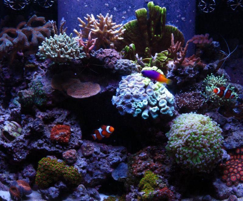 Aquariaum.jpg