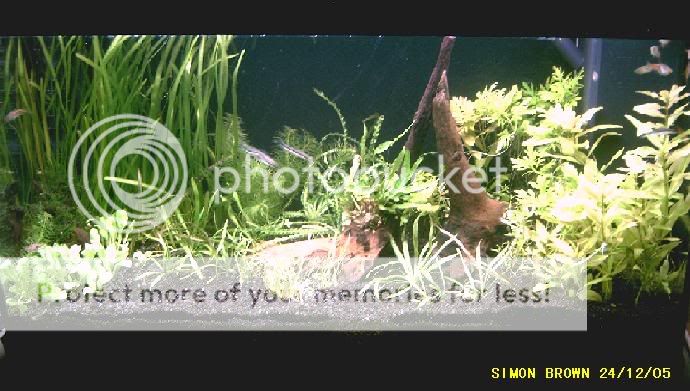 plantedtank24thdec05.jpg