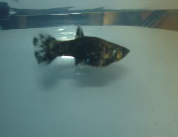 fish.jpg