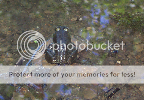 frog2.png