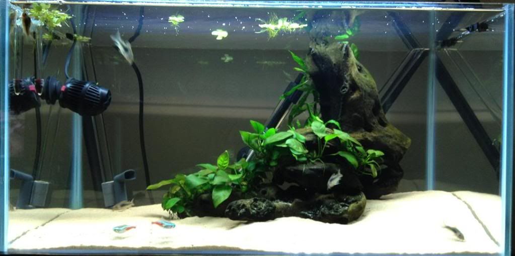 FTS1.jpg