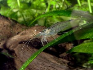 amanoshrimp.jpg