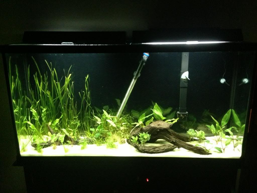 fishtank6.jpg