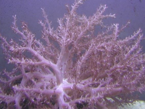 tree_coral2.jpg