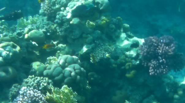 fish6.jpg