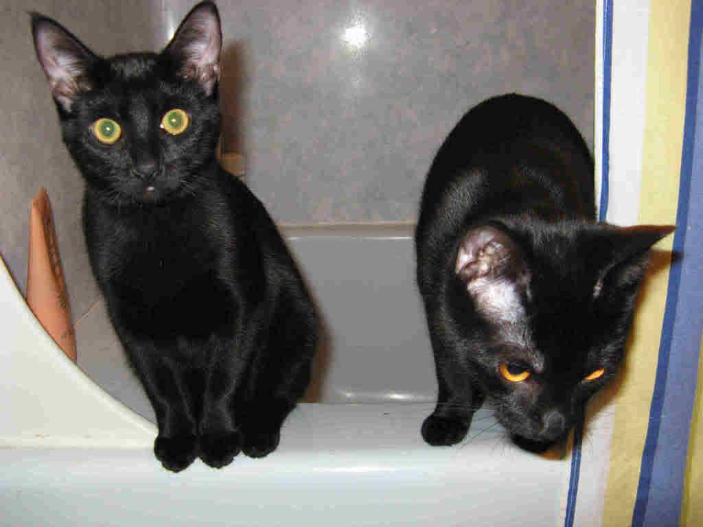 newkittenstub.jpg