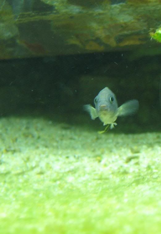 FishTank117.jpg