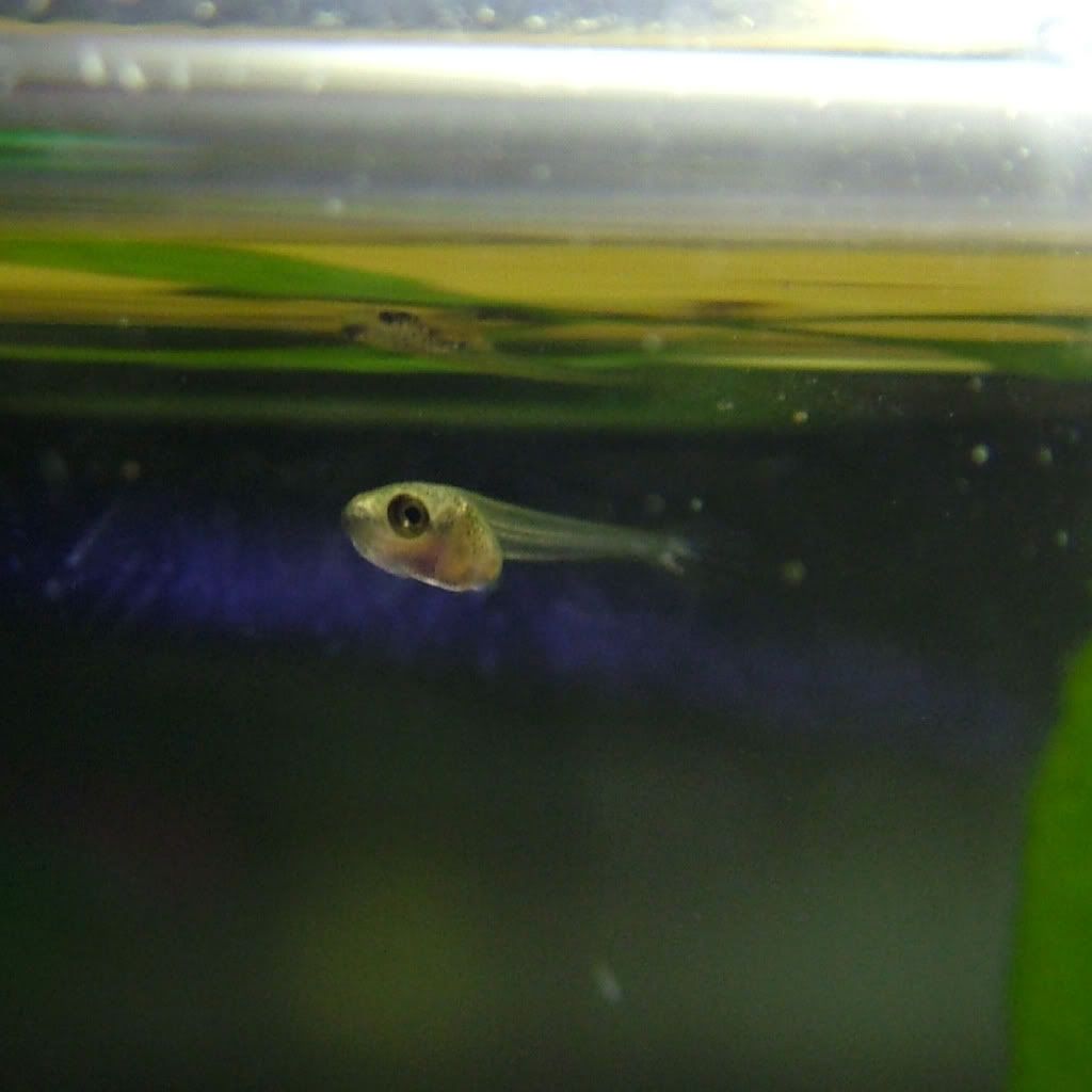 fry10day2.jpg