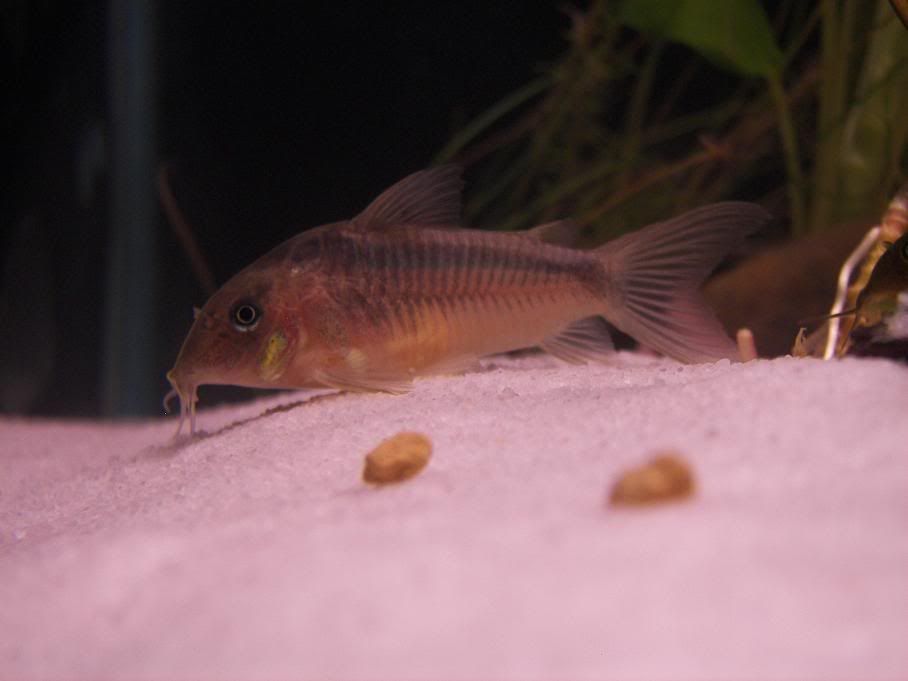 corydorasrabauti.jpg