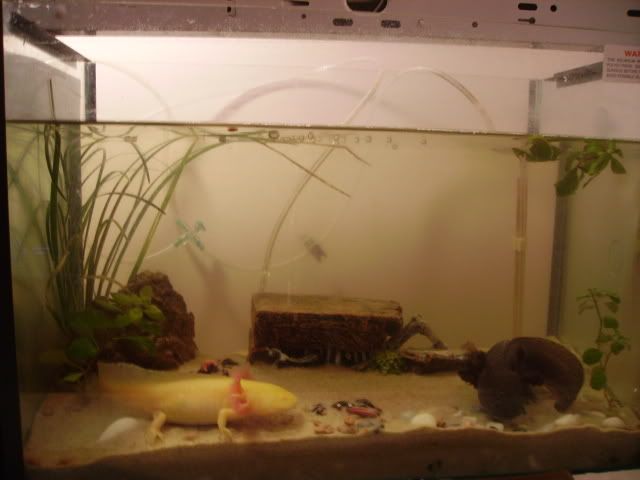 Picture005-1.jpg