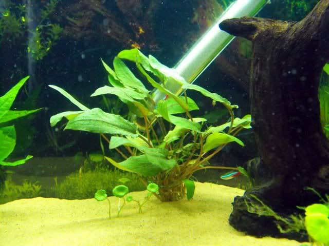 2010_0629118tank0003.jpg
