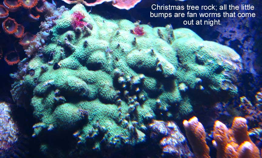 Oct2010XmasRock.jpg