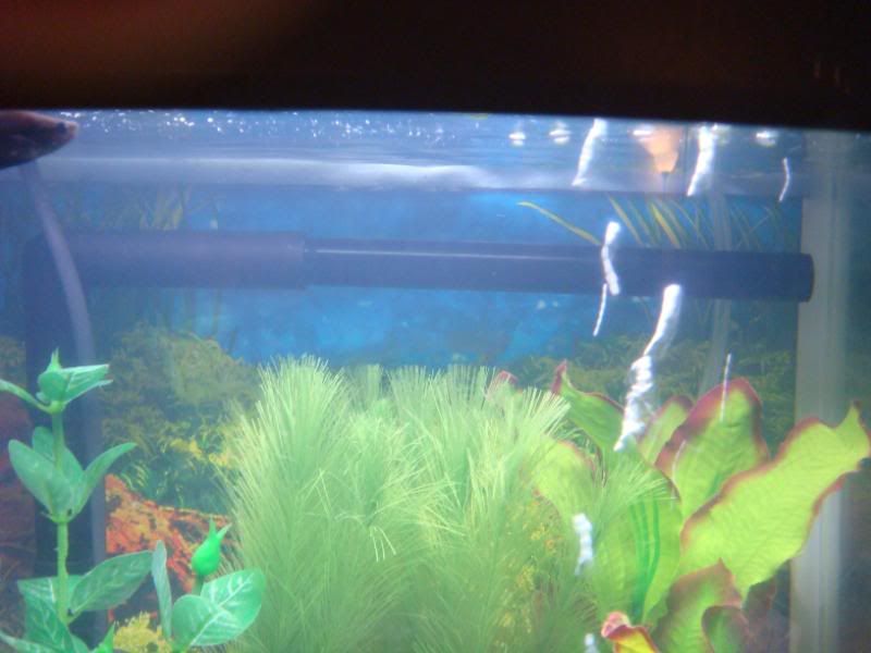 fish005.jpg