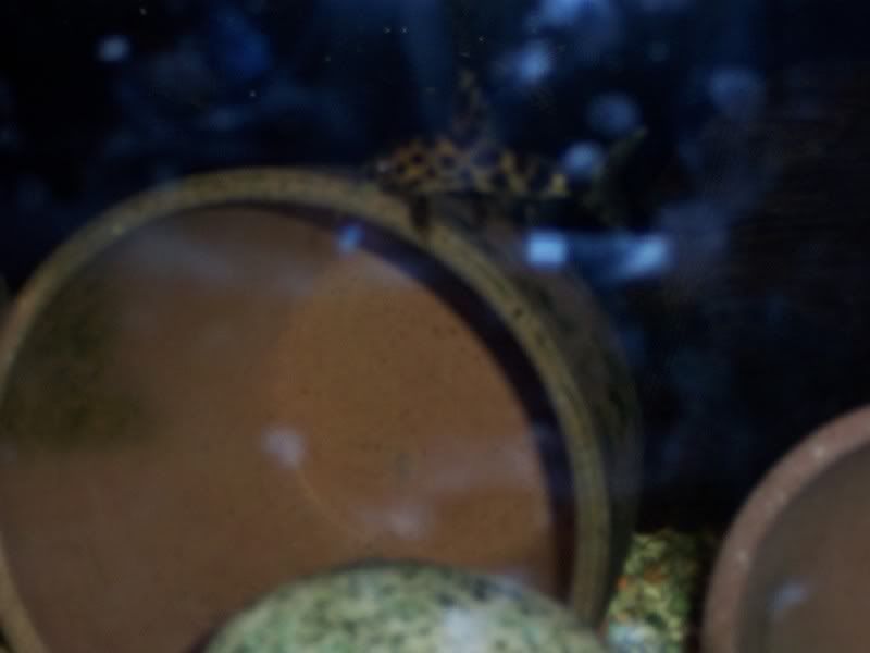 fish2.jpg