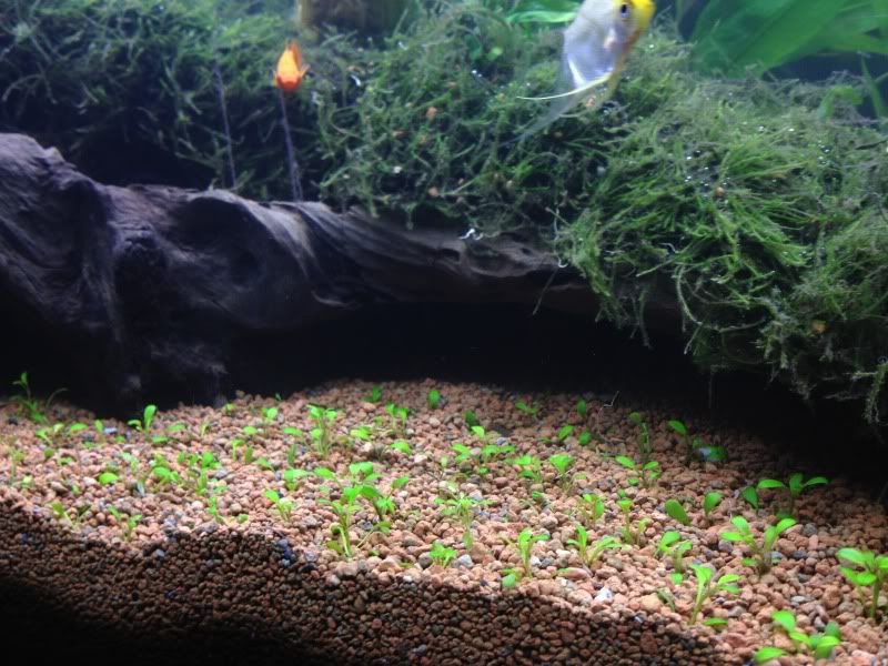 tank061.jpg