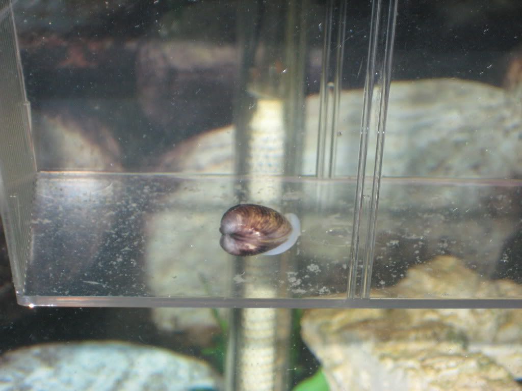 FreshwaterClam001.jpg