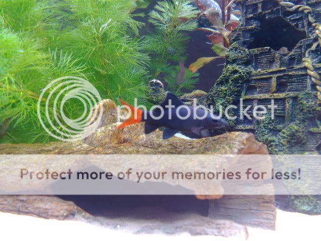 26122008056.jpg
