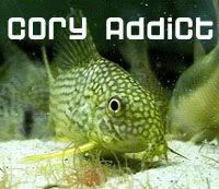 coryaddict.jpg