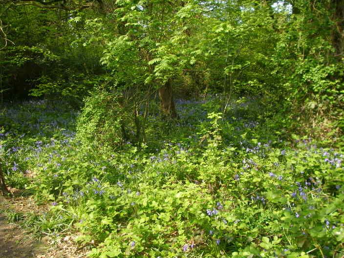 bluebells001.jpg