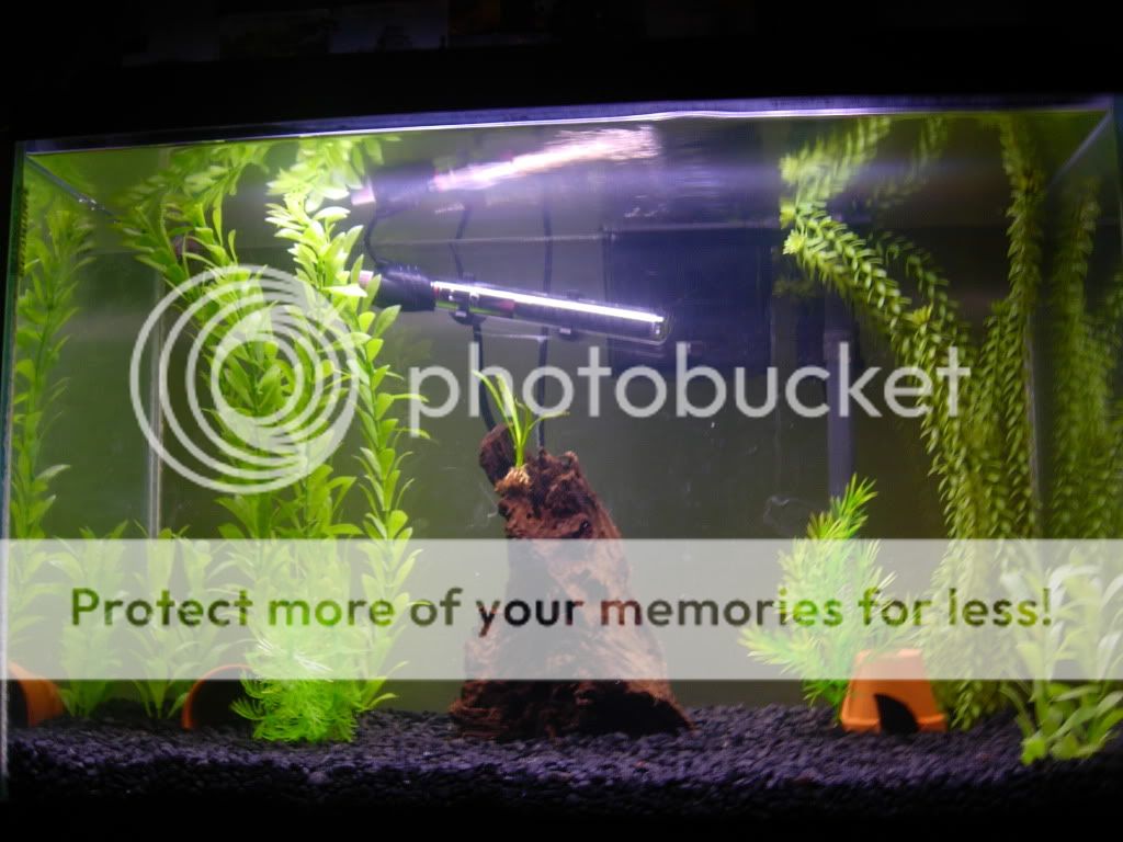 Fish011.jpg