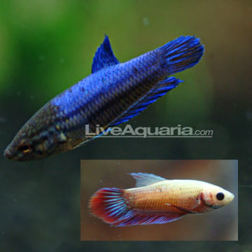 p-89760-betta-female.jpg