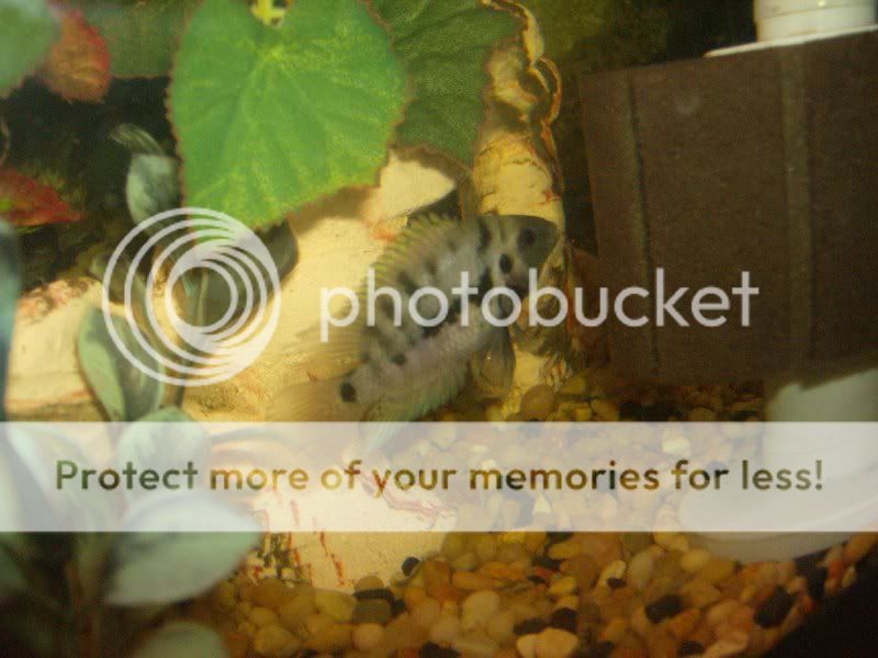 Cichlids003.jpg