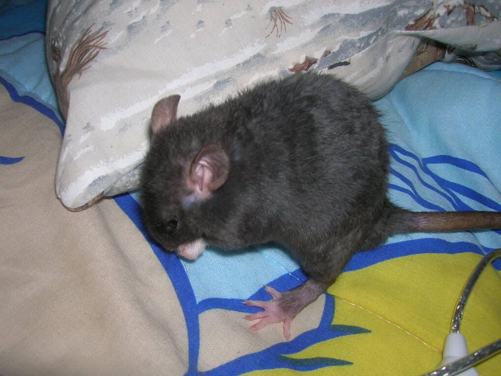 ratties2008.jpg