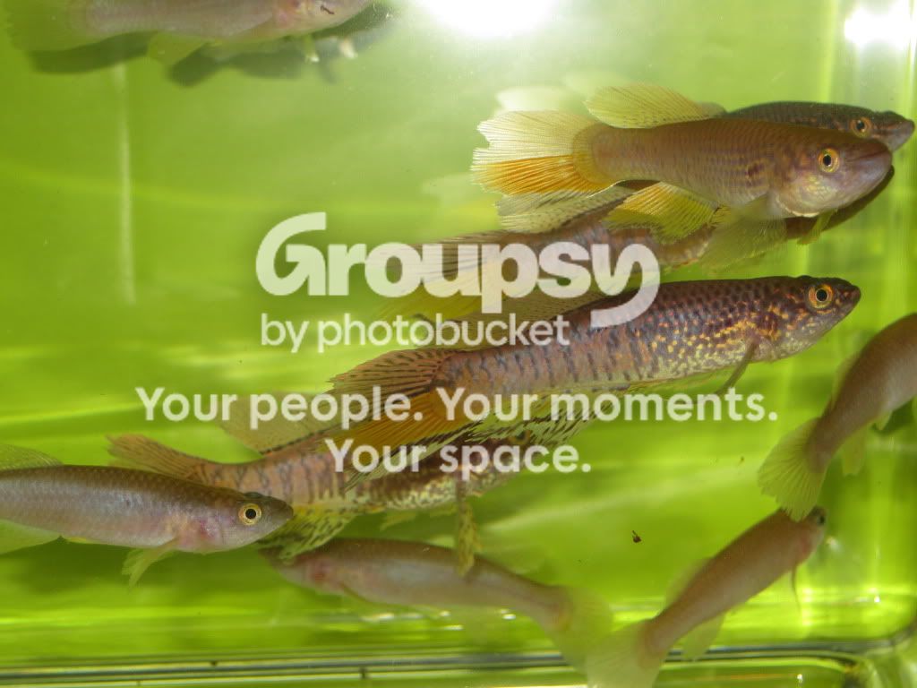 SpringFishExpo10056.jpg