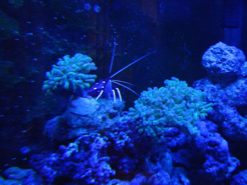 shrimp027.jpg