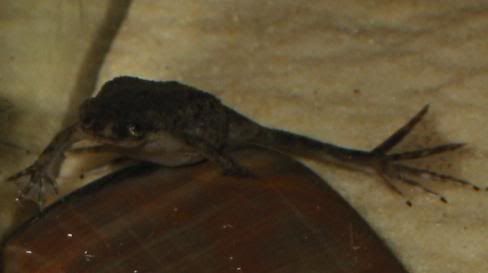 newfrog1.jpg