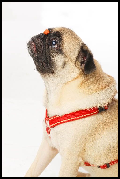 Pugslee_hold_pose_small.jpg