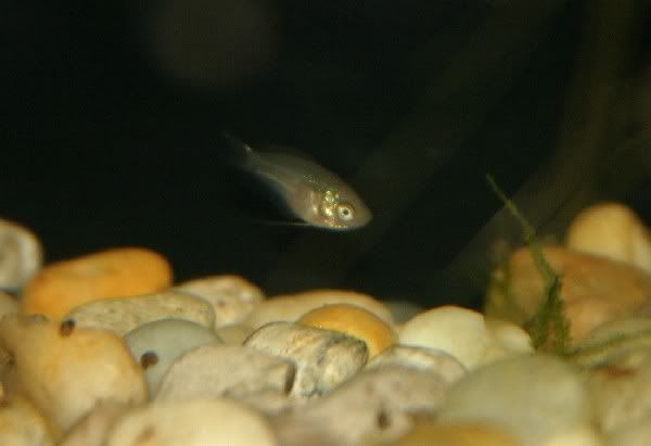 BabyGourami.jpg