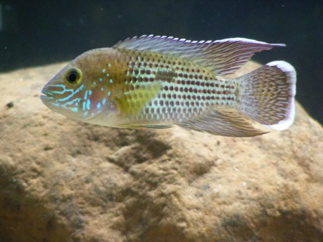 gtandpike011.jpg