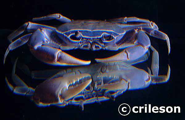 Potamonautesorbitospinus1.jpg