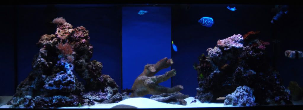 tankviewmay2011.jpg