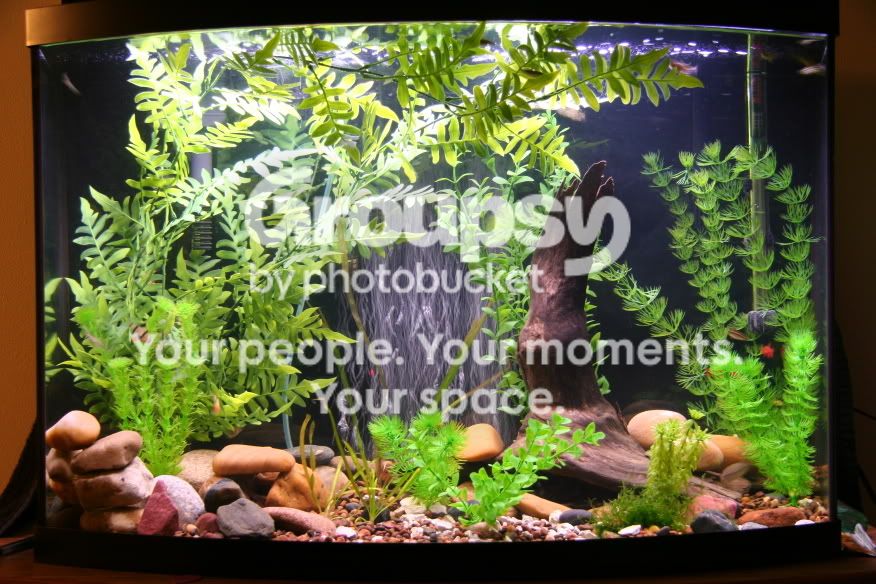 maintank.jpg