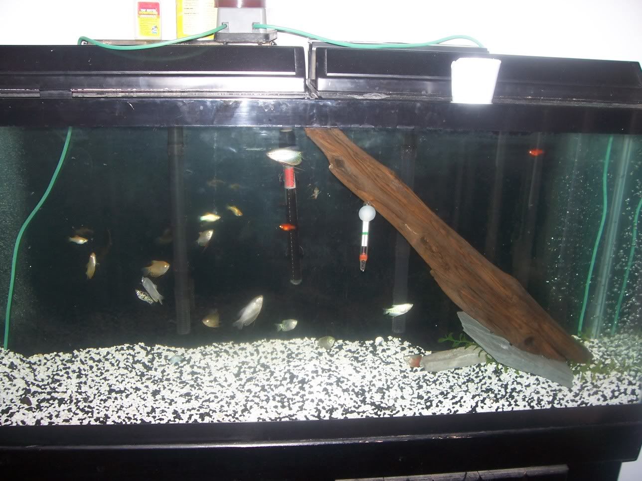 FishTank005.jpg